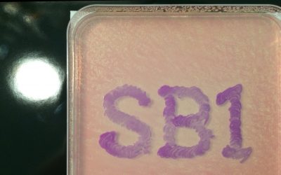 Course 3: Let’s Paint with Bacteria